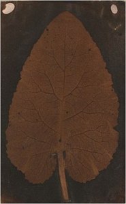 Leaf -
It is believed to have been photographed by Wedgewood for several reasons, one of them the W letter on the right upper corner of the image. Although it is a controversial matter, it is one of the first photograms in history.